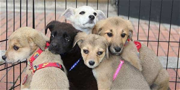 Invita Santa Catarina a adoptar animales del Centro de bienestar