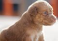 Impulsa Salinas Victoria adopción responsable
