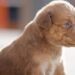 Impulsa Salinas Victoria adopción responsable